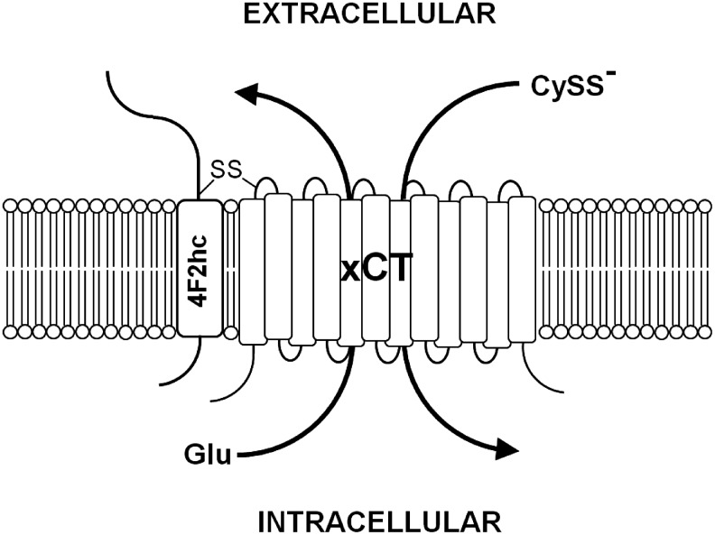 FIG. 2.