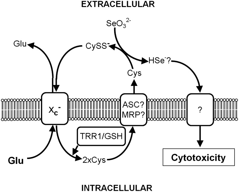 FIG. 11.