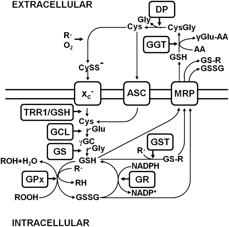 FIG. 1.