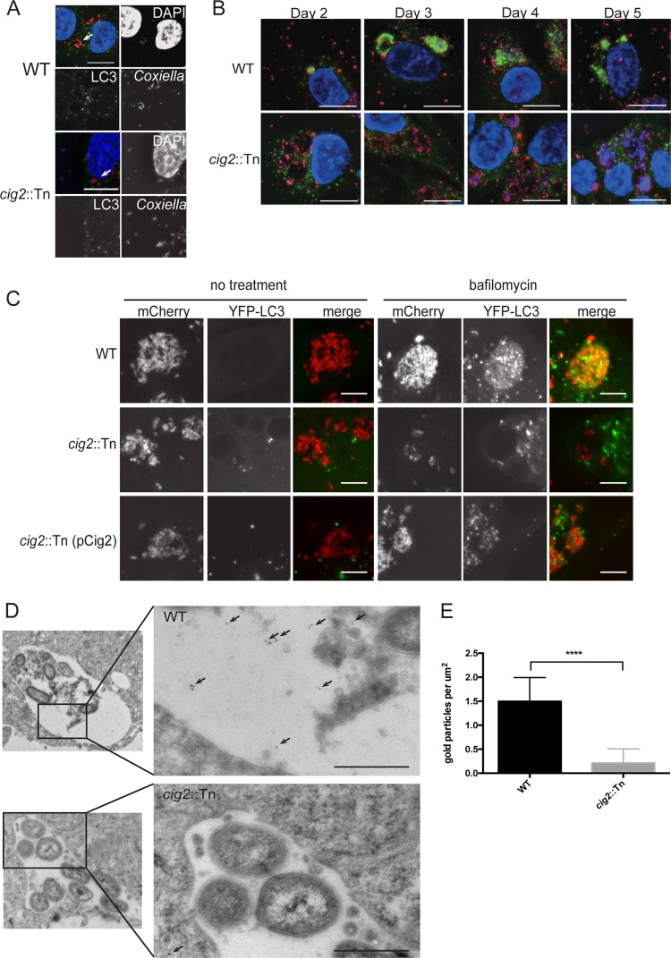 FIG 1 