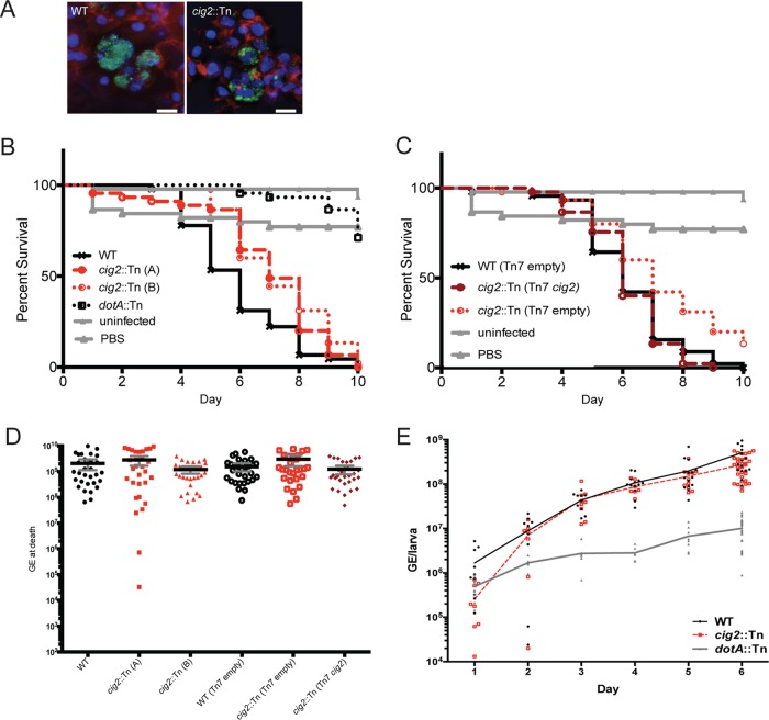 FIG 6 