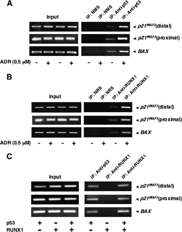 FIGURE 5.