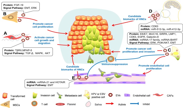 The role of extracellular vesicles from different origin in the ...