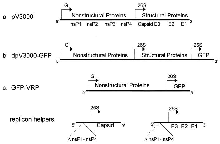 FIG. 1