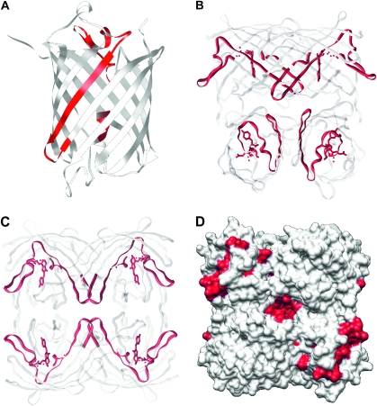 FIG. 4.—