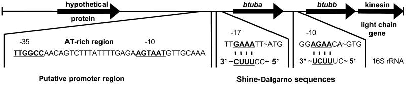 Fig 1.