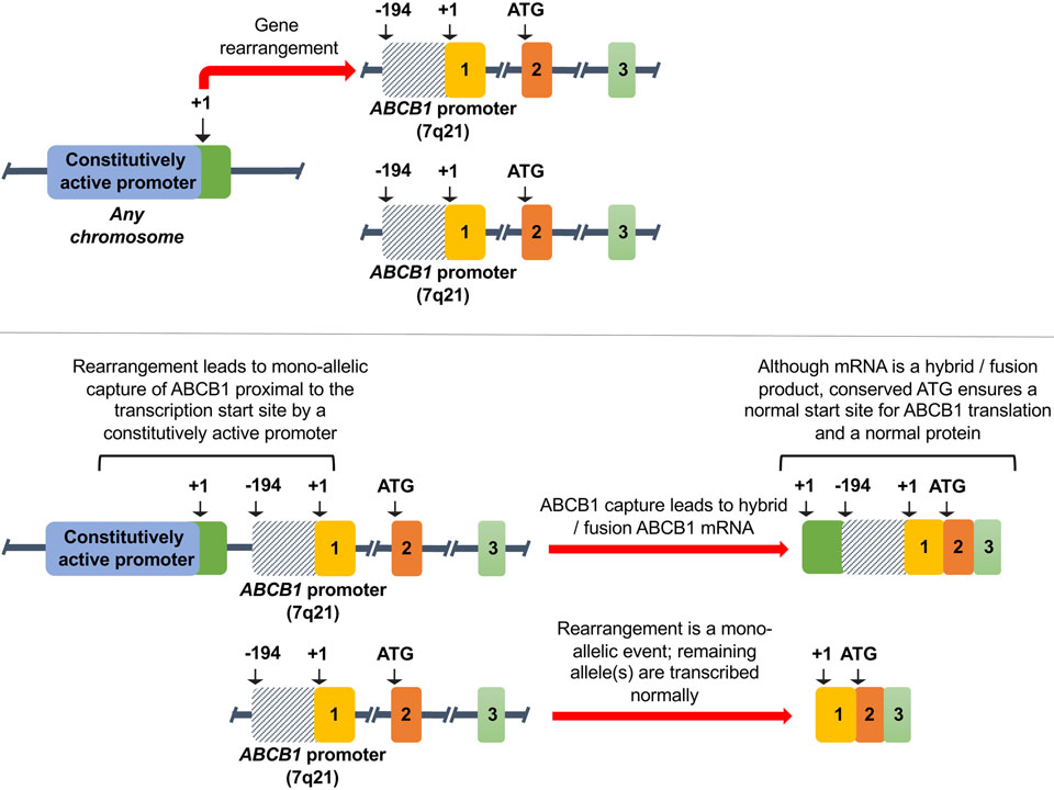 Figure 2: