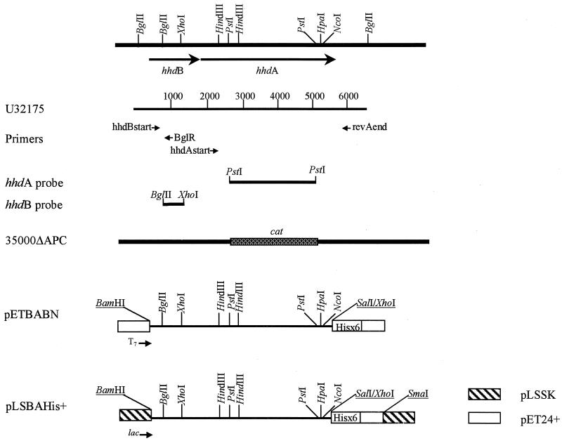 FIG. 1