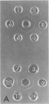 832