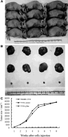 Fig. 3A–C