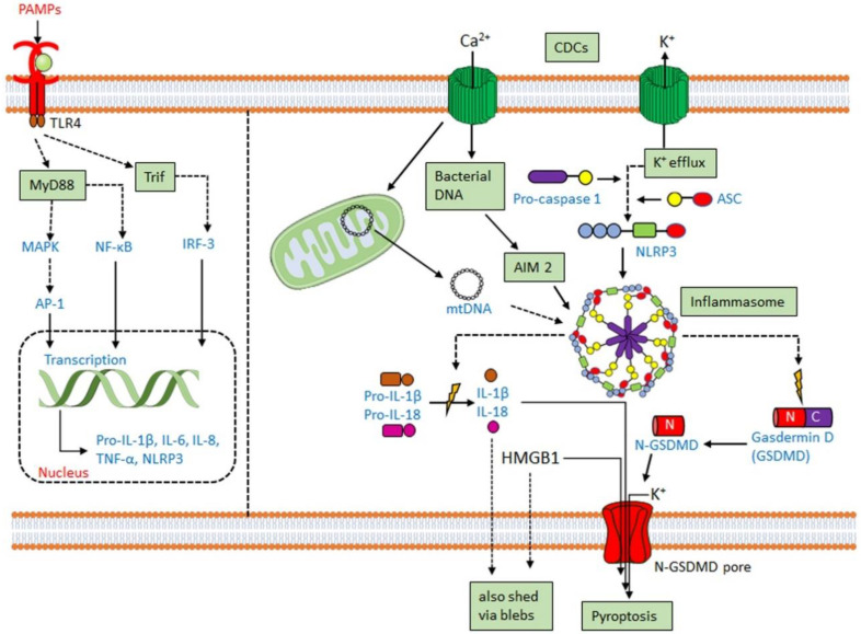 Figure 4