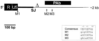 FIG. 1