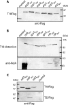 FIG. 2.