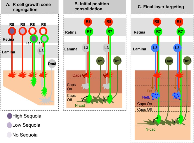 Figure 7.