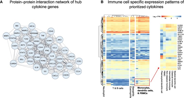 Panel A is a network diagram showing the predicted protein–protein interactions of hub cytokine genes. Panel B is a clustered heatmap showing immune cell specific expression patterns of prioritized genes, with an inset zoomed in panel with gene-level information for monocyte/dendritic cell/peripheral blood mononuclear cell expressed genes.