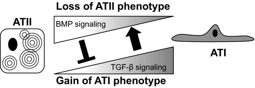 Fig. 9.