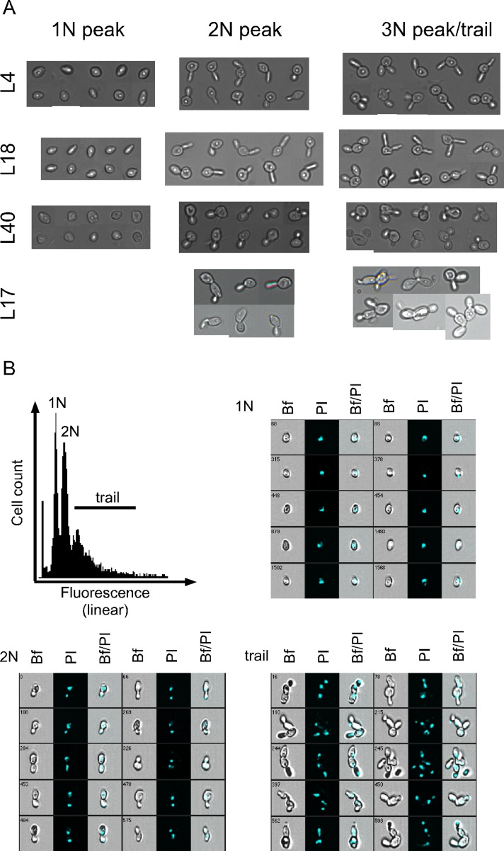 FIGURE 2: