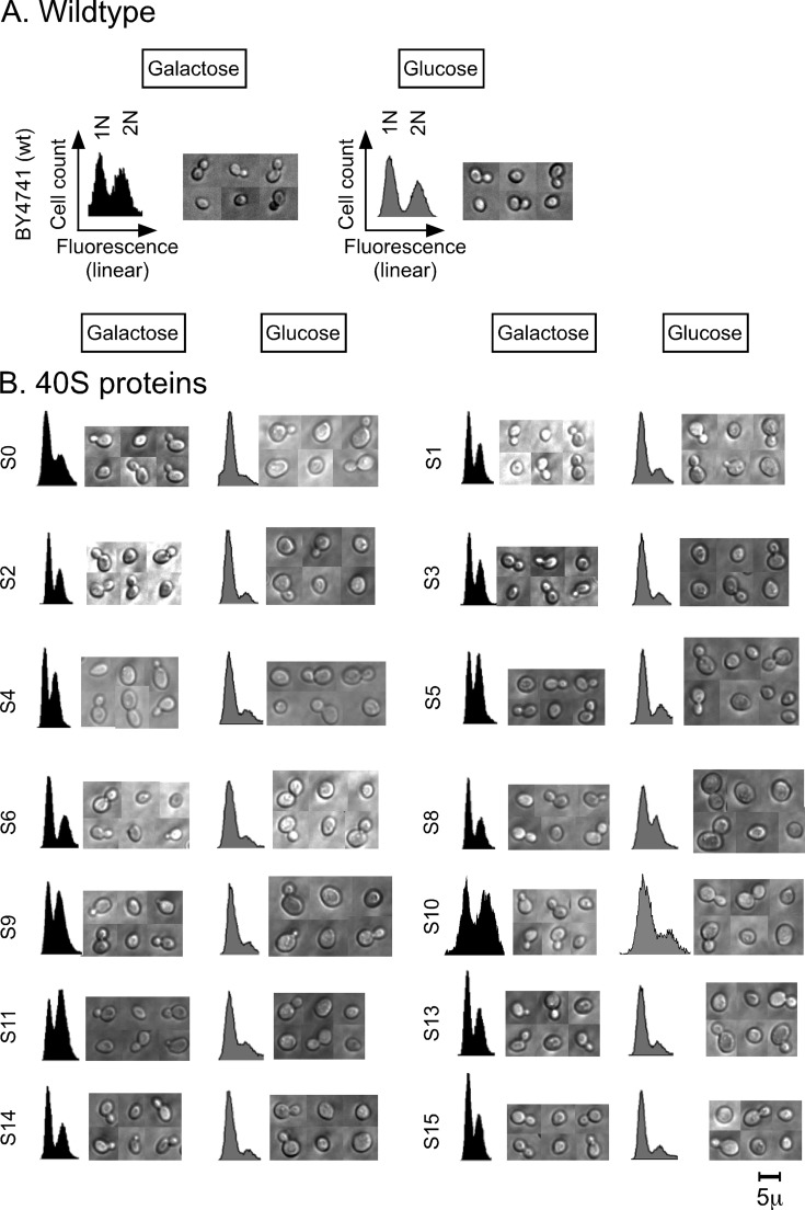 FIGURE 1: