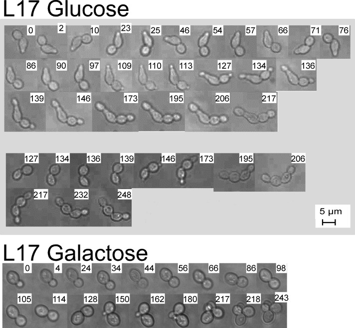 FIGURE 4: