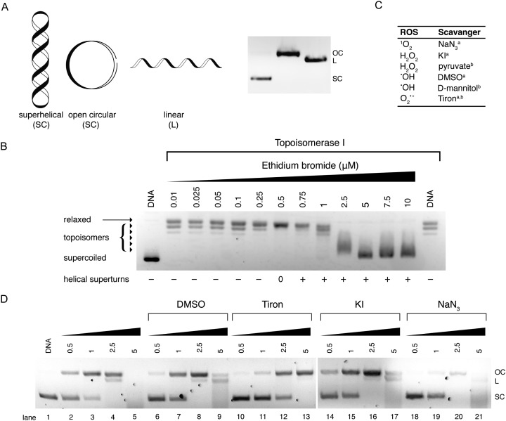 Fig. 10