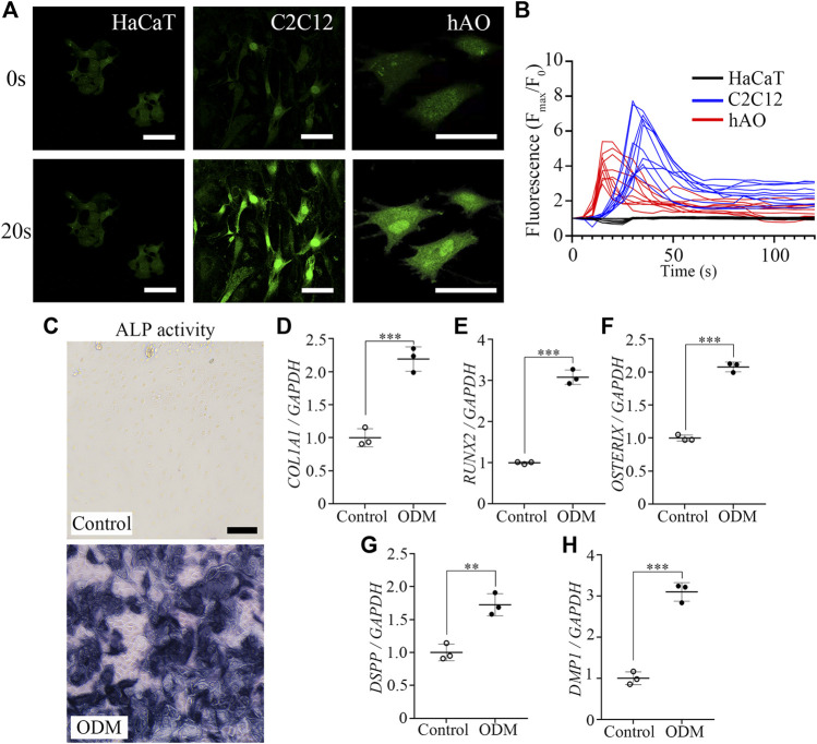 FIGURE 3