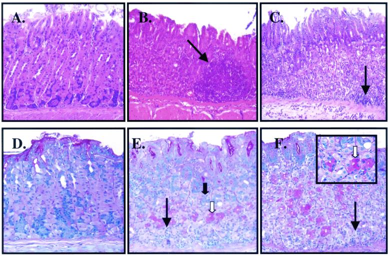 FIG. 2.