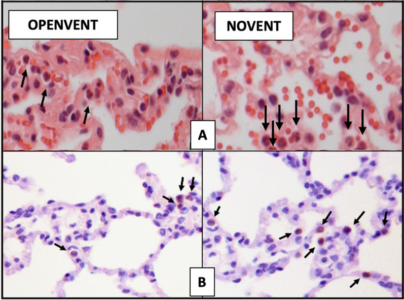 Fig. 5