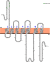 Figure 2—figure supplement 2.