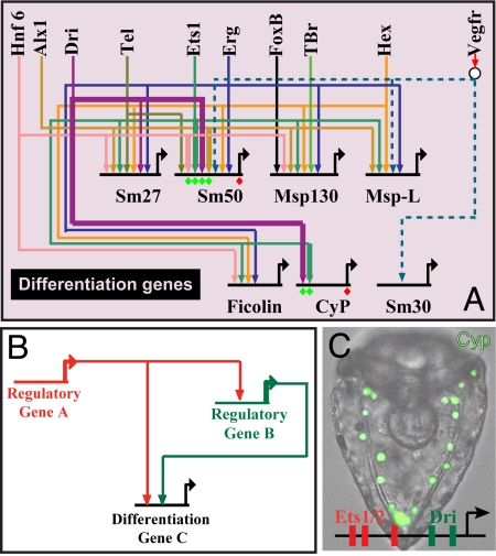 Fig. 6.