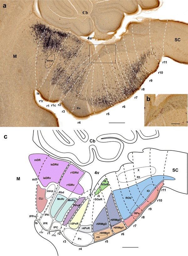 Fig. 1