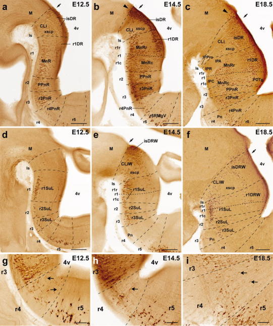 Fig. 5