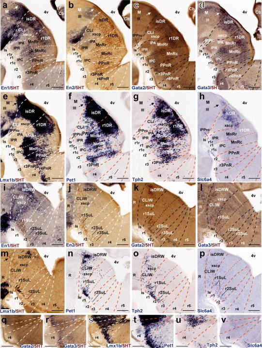 Fig. 9