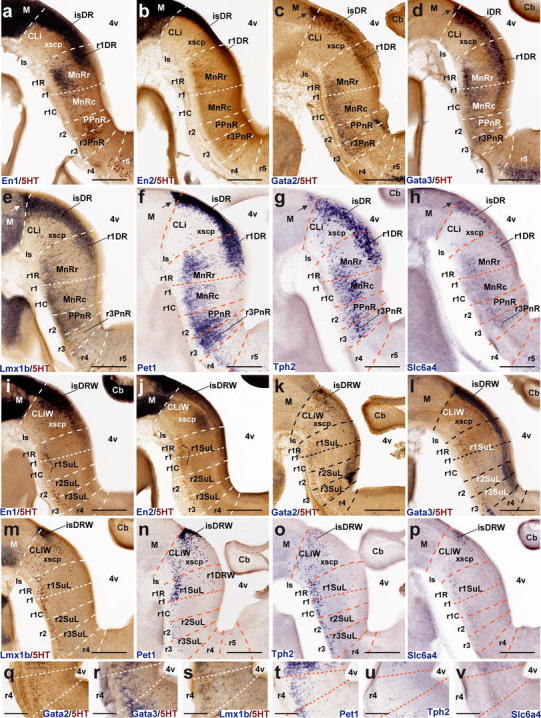 Fig. 8