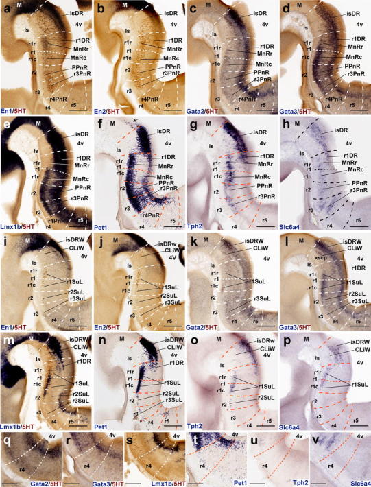 Fig. 7