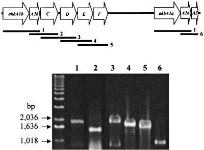 FIG. 2.