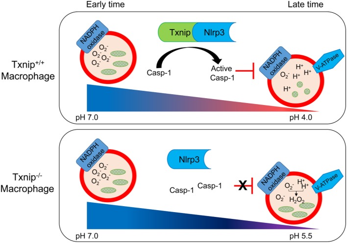 Figure 6