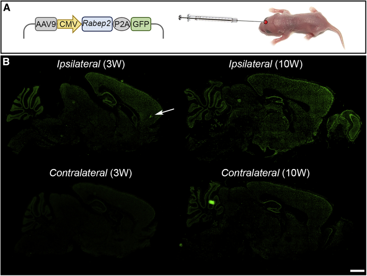 Figure 2