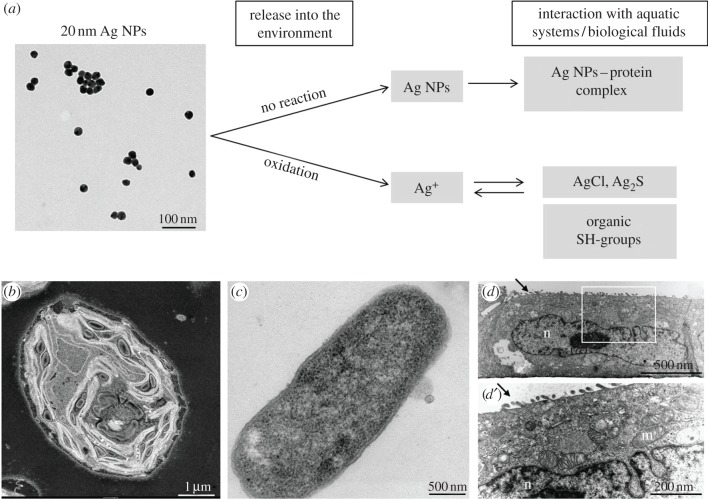 Figure 1.