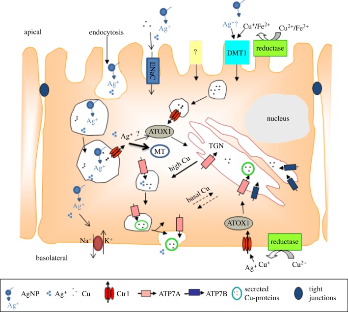 Figure 4.