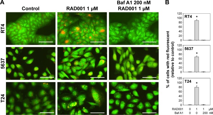 Autophagy inhibition enhances RAD001-induced cytotoxicity in human ...