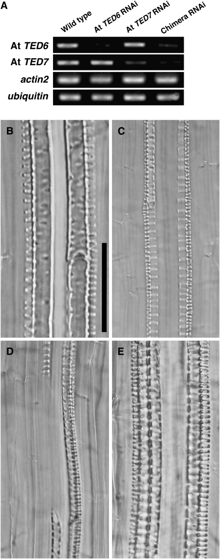 Figure 5.