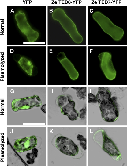 Figure 2.