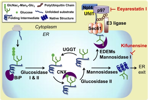 FIGURE 1.