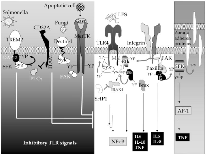 Fig. (1)