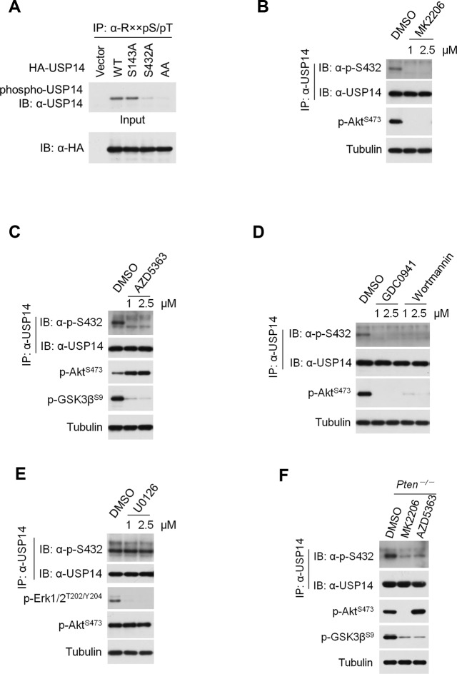 Figure 2—figure supplement 1.