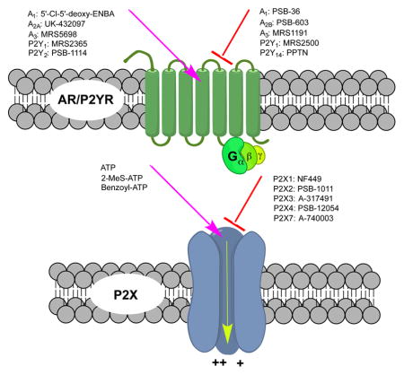 Medicinal Chemistry of Adenosine, P2Y and P2X Receptors - PMC