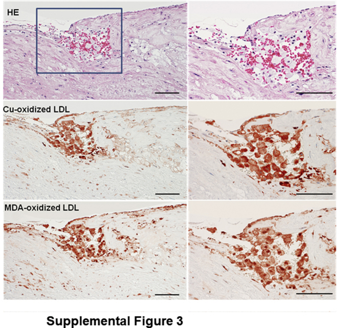 Supplemental Figure S3