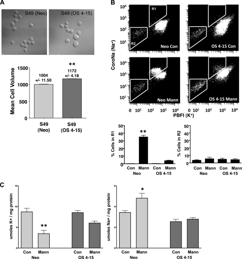 FIGURE 4.