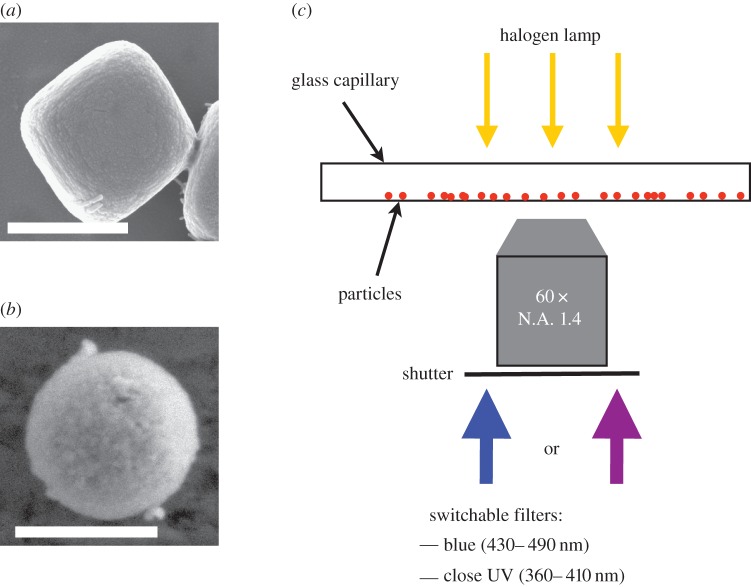 Figure 1.