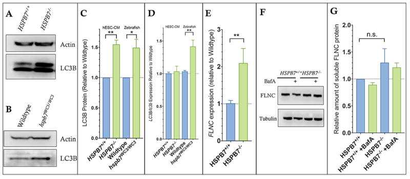 Fig. 11